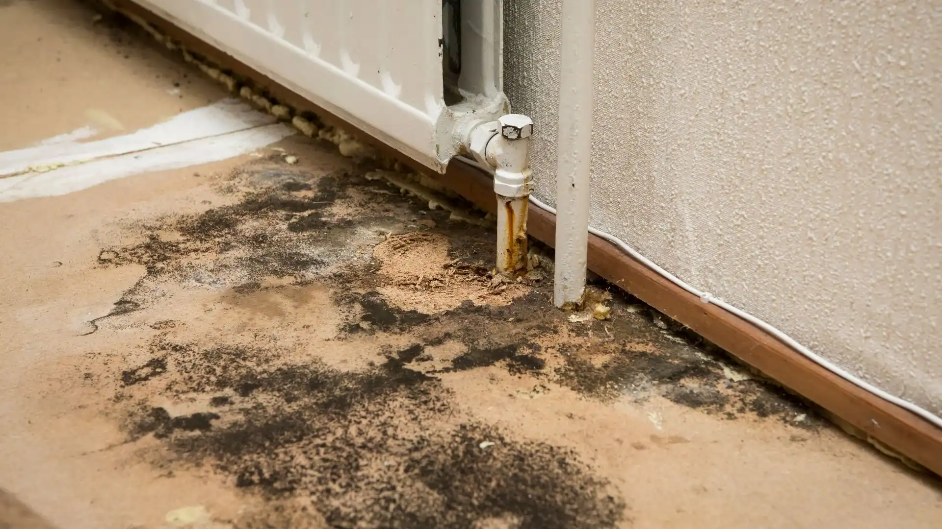 Mould spreading across flooring from a water leak in a Montgomery County home